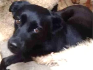 Cachorro raça Srd idade 3 anos nome Flocks