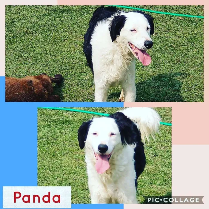 Cachorro ra a SRD-ViraLata idade 3 anos nome PANDA