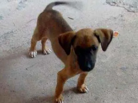 Cachorro ra a Vira lata idade 2 a 6 meses nome Eles estam sem nome 