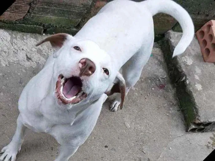 Cachorro ra a Pitbull  idade 2 anos nome Cristal