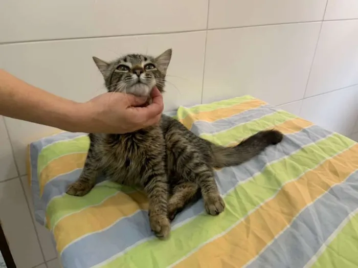 Gato ra a SRD-ViraLata idade 2 a 6 meses nome Pietra