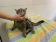Pietra