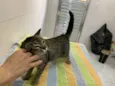Pietra