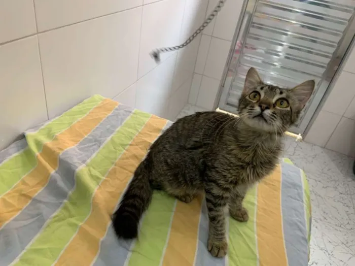 Gato ra a SRD-ViraLata idade 2 a 6 meses nome Pietra