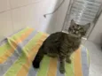 Pietra