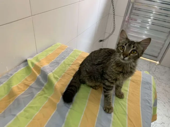 Gato ra a SRD-ViraLata idade 2 a 6 meses nome Pietra