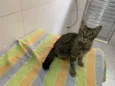 Pietra