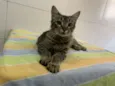 Pietra