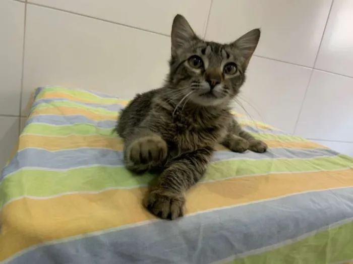 Gato ra a SRD-ViraLata idade 2 a 6 meses nome Pietra