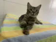 Pietra