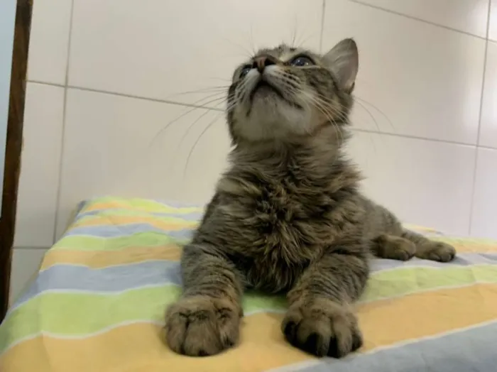 Gato ra a SRD-ViraLata idade 2 a 6 meses nome Pietra