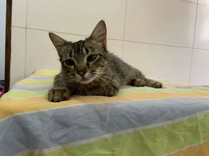Gato ra a SRD-ViraLata idade 2 a 6 meses nome Pietra