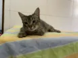 Pietra