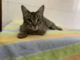 Pietra