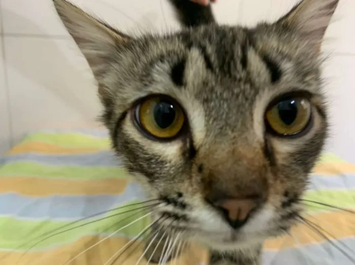Gato ra a SRD-ViraLata idade 2 a 6 meses nome Pietra
