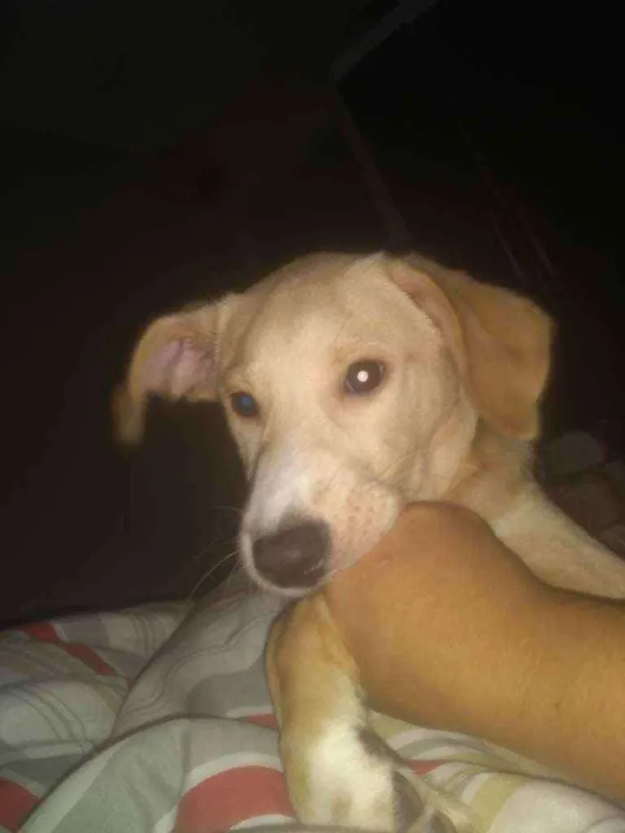 Cachorro ra a Labrador idade Abaixo de 2 meses nome Obina