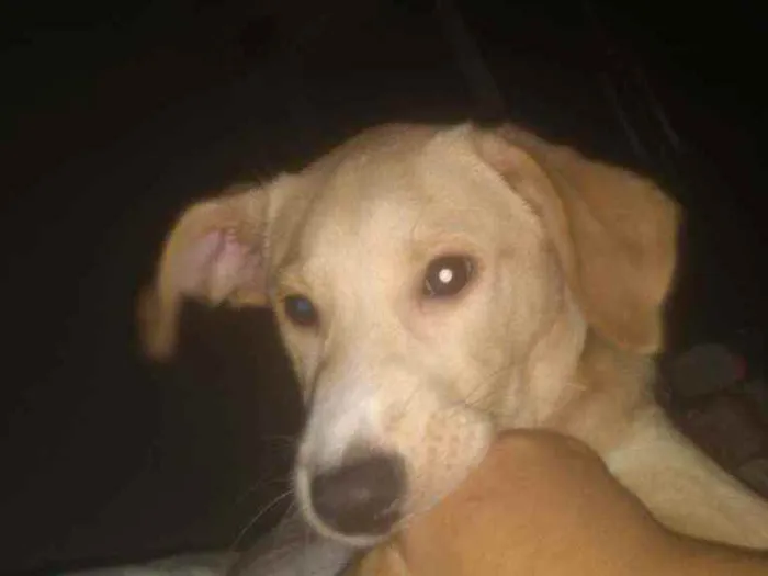 Cachorro ra a Labrador idade Abaixo de 2 meses nome Obina