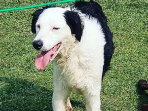 Cachorro raça SRD-ViraLata idade 3 anos nome PANDA