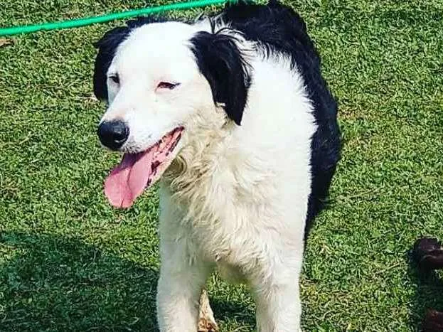Cachorro ra a SRD-ViraLata idade 3 anos nome PANDA