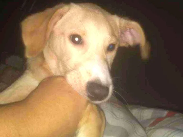 Cachorro ra a Labrador idade Abaixo de 2 meses nome Obina