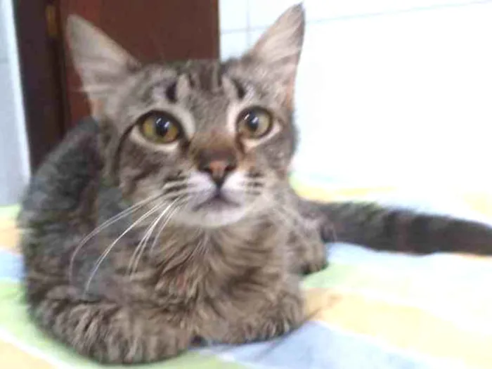 Gato ra a SRD-ViraLata idade 2 a 6 meses nome Pietra