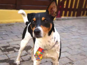 Cachorro raça SRD-ViraLata idade 5 anos nome Fred