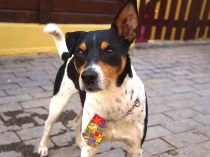 Cachorro ra a SRD-ViraLata idade 5 anos nome Fred