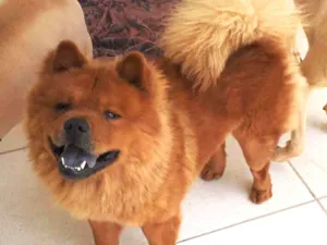 Cachorro raça ChowChow idade 2 anos nome Rock