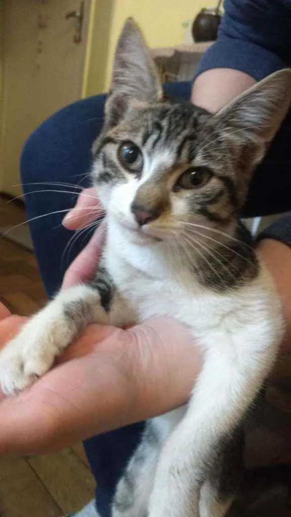 Gato ra a  idade 2 a 6 meses nome Não temos nome