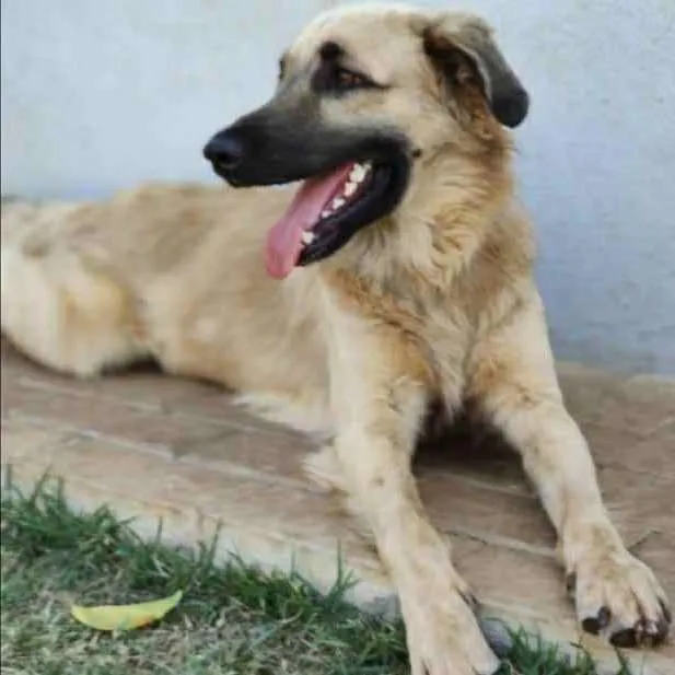 Cachorro ra a Rnd idade 1 ano nome Ludo Vico