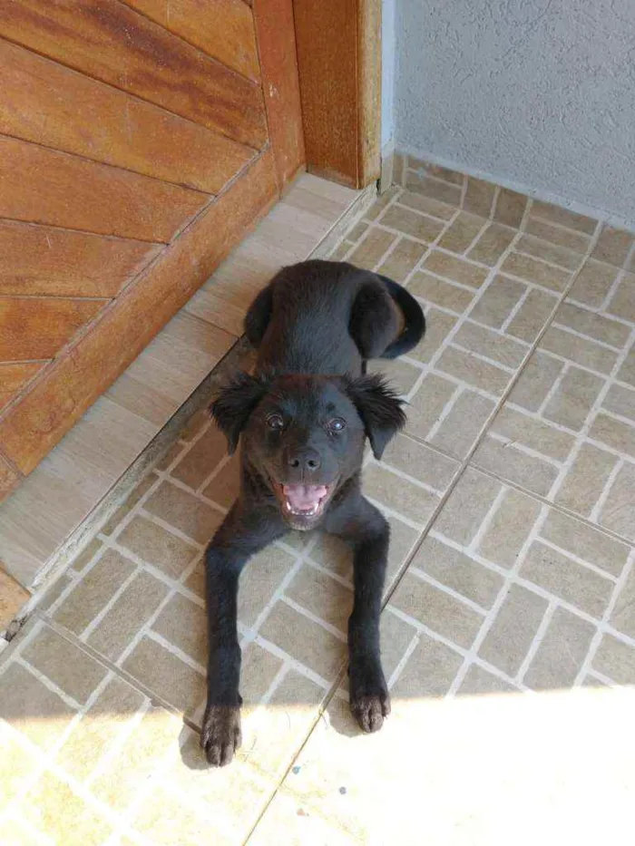 Cachorro ra a Vira-lata idade 2 a 6 meses nome Kira