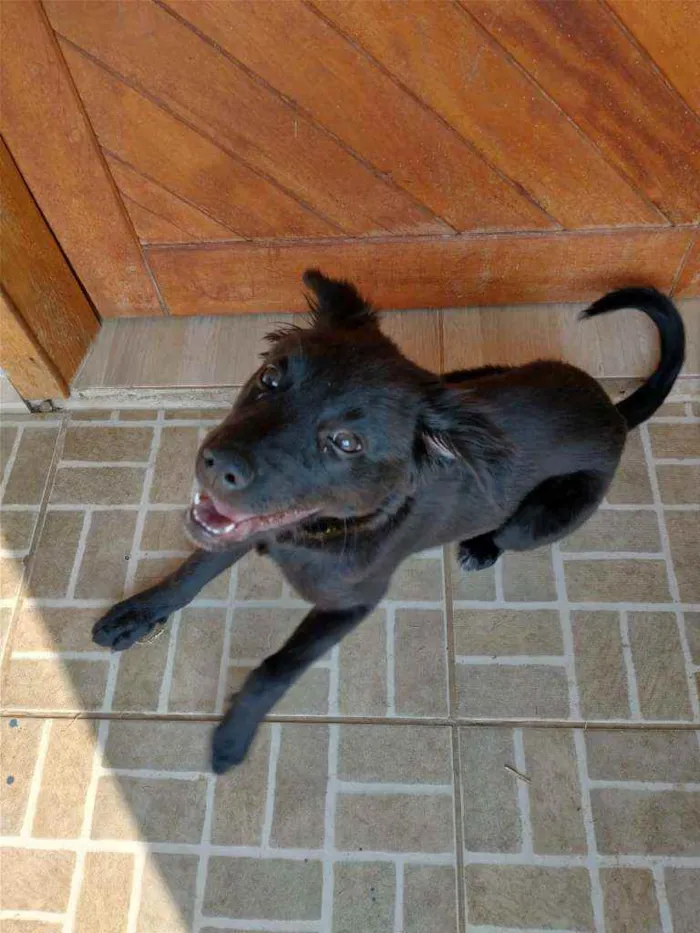 Cachorro ra a Vira-lata idade 2 a 6 meses nome Kira