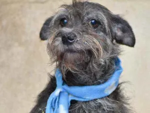 Cachorro raça SRD idade 6 ou mais anos nome Barbosa