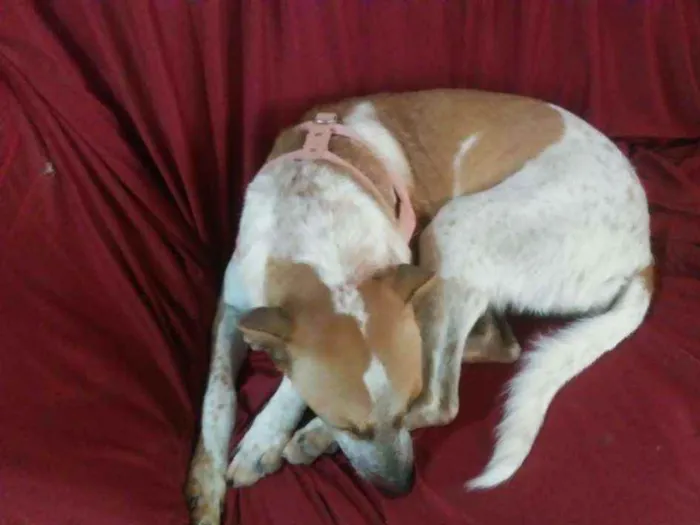 Cachorro raça Vira lata idade 1 ano nome Estrela