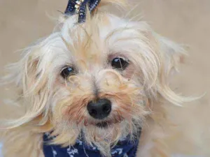 Cachorro raça SRD idade 6 ou mais anos nome Sultão 