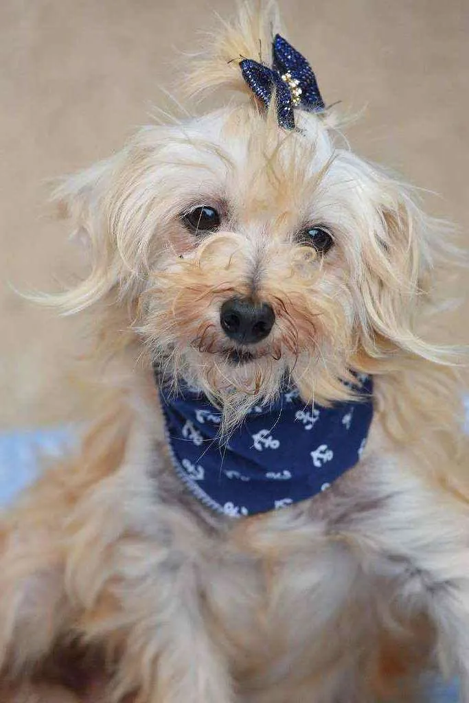 Cachorro ra a SRD idade 6 ou mais anos nome Sultão 