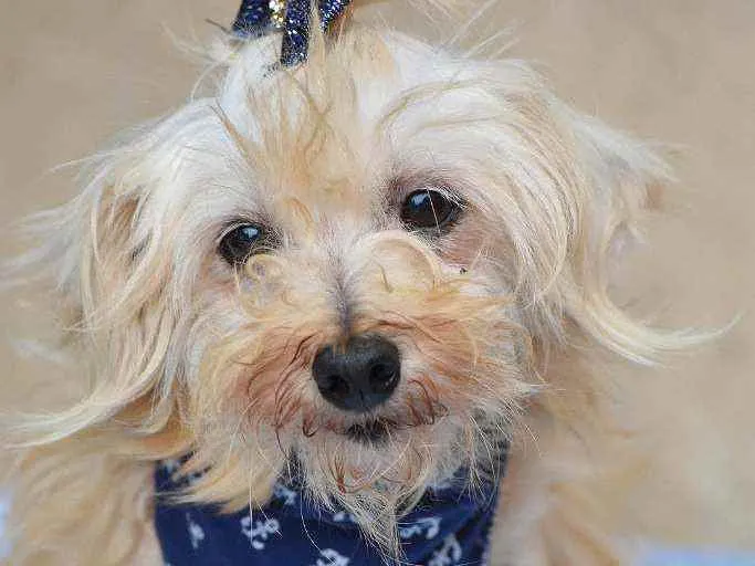 Cachorro ra a SRD idade 6 ou mais anos nome Sultão 