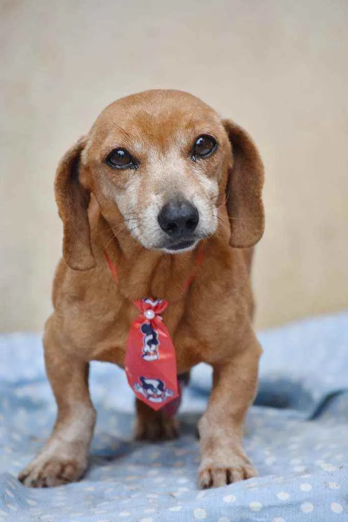 Cachorro ra a SRD idade 4 anos nome Bolota