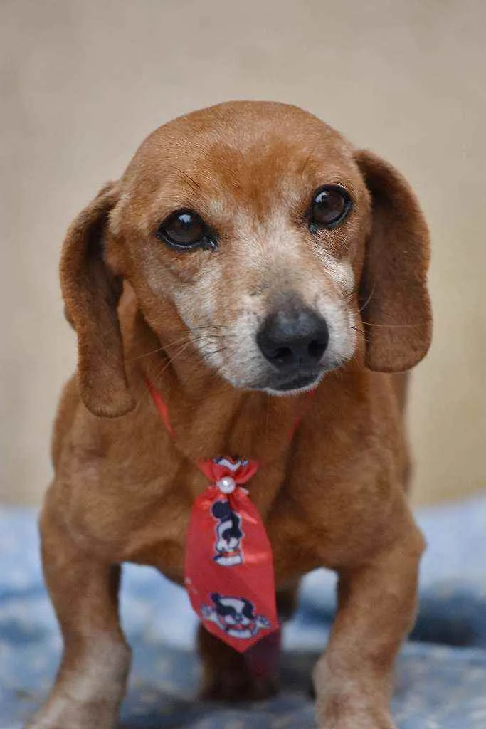 Cachorro ra a SRD idade 4 anos nome Bolota