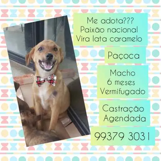 Cachorro raça SRD idade 2 a 6 meses nome Paçoca 