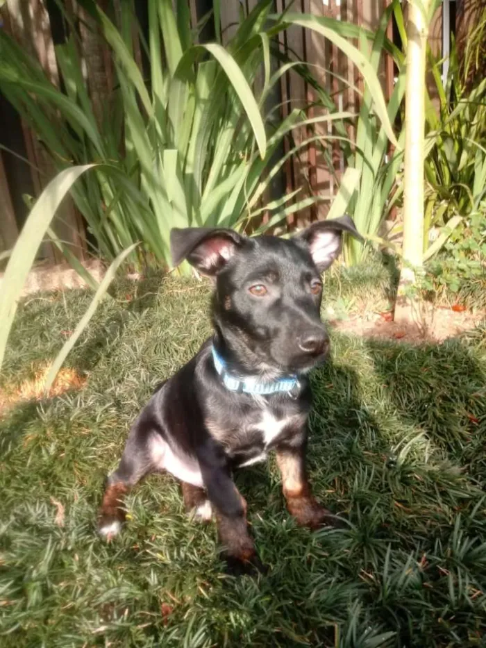Cachorro ra a Srd idade 2 a 6 meses nome Bolt