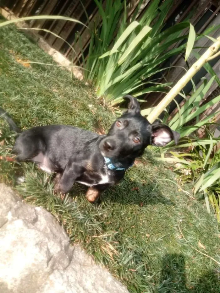 Cachorro ra a Srd idade 2 a 6 meses nome Bolt