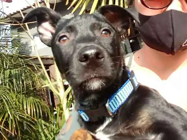 Cachorro ra a Srd idade 2 a 6 meses nome Bolt