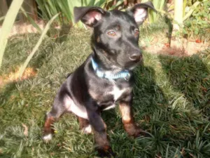 Cachorro raça Srd idade 2 a 6 meses nome Bolt