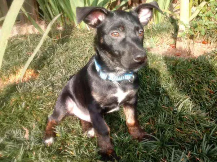Cachorro ra a Srd idade 2 a 6 meses nome Bolt
