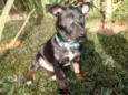 Bolt
