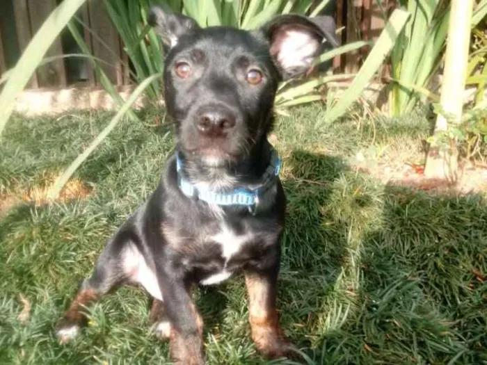 Cachorro ra a Srd idade 2 a 6 meses nome Bolt