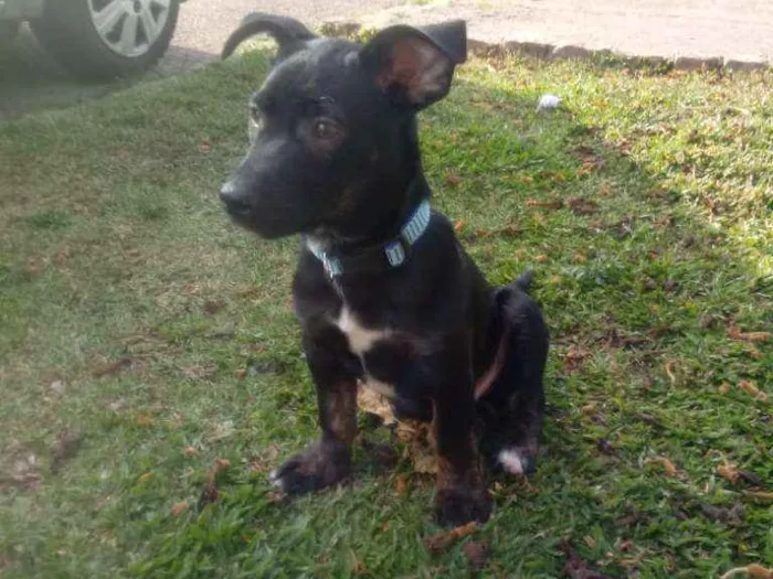 Cachorro ra a Srd idade 2 a 6 meses nome Bolt