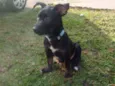 Bolt