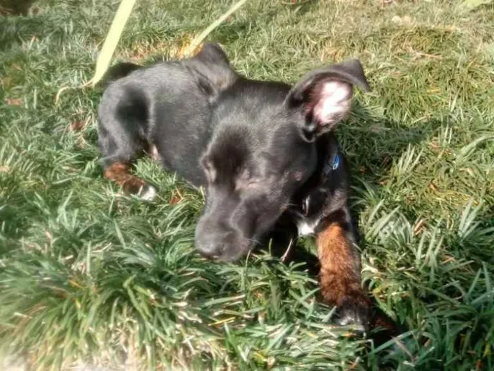 Cachorro ra a Srd idade 2 a 6 meses nome Bolt